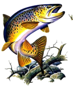 The Brown Trout - Logo